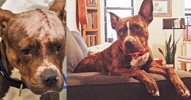 Perrito café pitbull antes y después de ser rescatado de la calle después de ser encontrado con una herida en su cabeza 