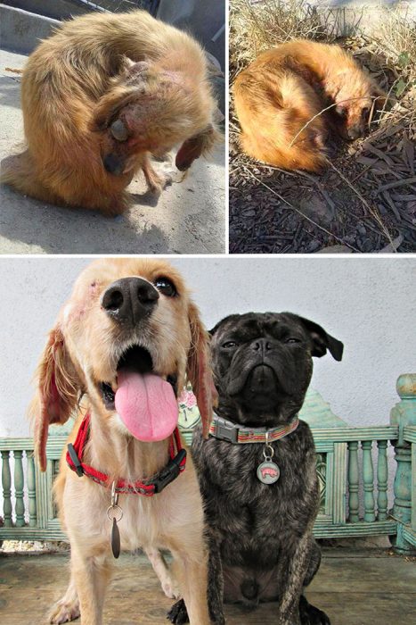 fotos de animales rescatados