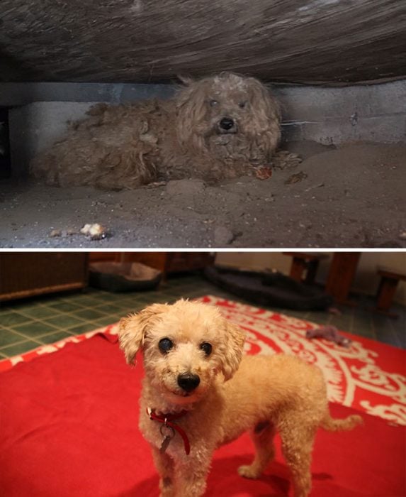 Perrito poodle café antes y después de ser rescatado de la calle 