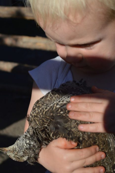 Niño tratando de revivir5 a un pájaro que fue asesinado 