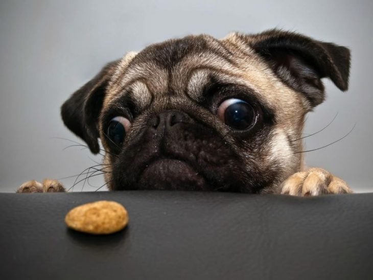 Pug observa una galleta sobre la mesa