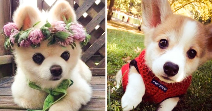 Galería de fotografías de cachorros que son realmente adorables
