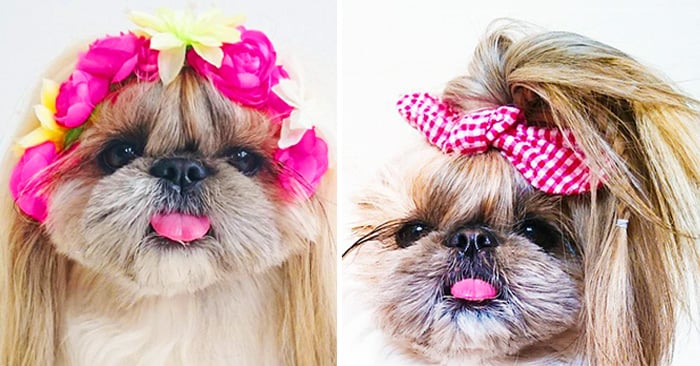 Galería de fotos de Kuma, la perrita más famosa de Instagram