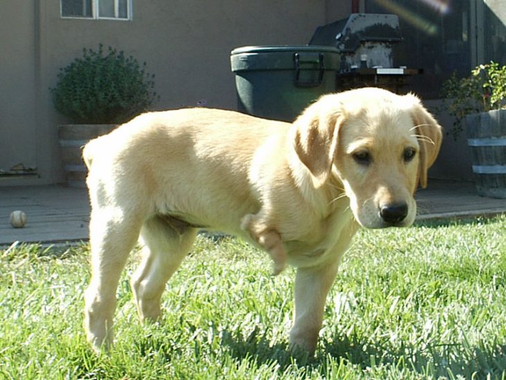 Cachorro labrador sin una pierna 