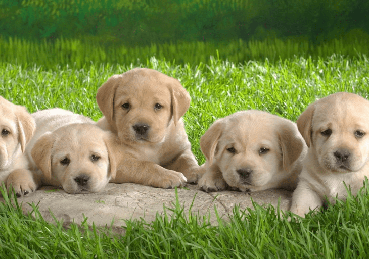 Cachorros labrador sentados en una piedra que està en el pasto 