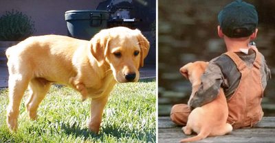 Un granjero le dijo a un niño que no comprara un cachorro inválido. La respuesta te hará llorar