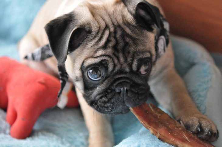 Pug con mirada de culpa