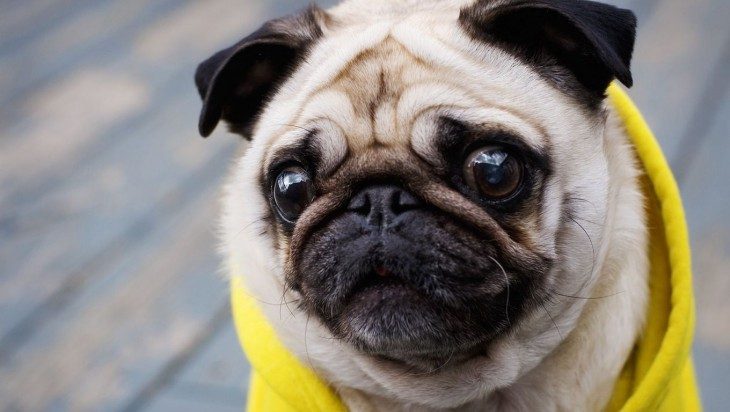 Pug con cara de susto y sudadera amarilla