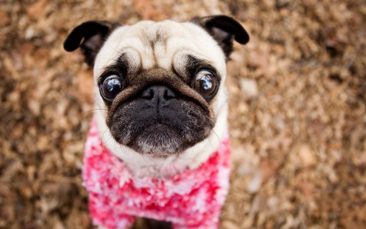 Pug con expresión de miedo y suéter rosa