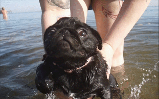 Pug queriendo salirse del agua