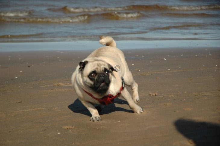 Pug se espanta con sombra en la playa