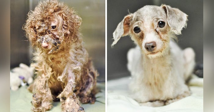 fotos del antes y despues de algunos perros que fueron rescatados en malas condiciones