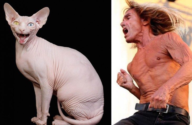 cosas que se parecen a otras, Gato egipcio igual a iggy pop 