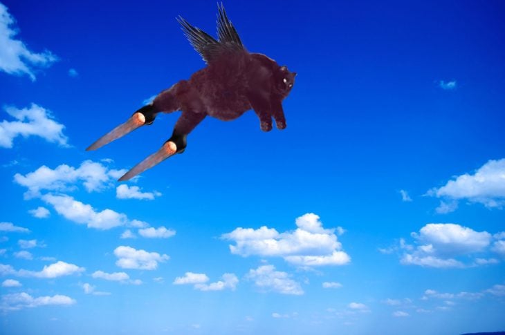 Gato volando por el cielo 