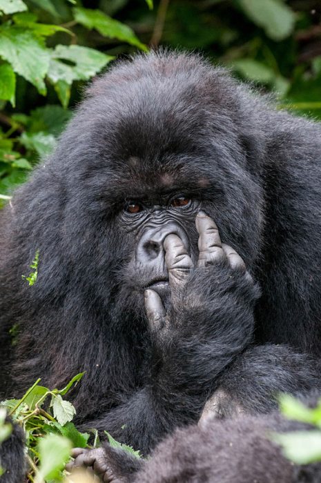 gorila picándose la nariz