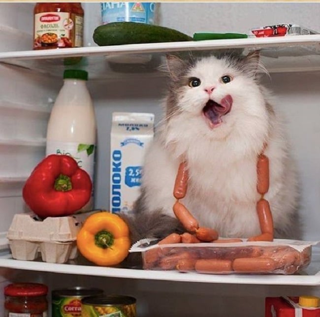 gato en el refrigerador