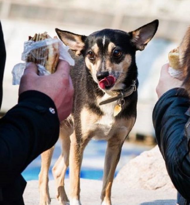 perro sabereándose un sandwish