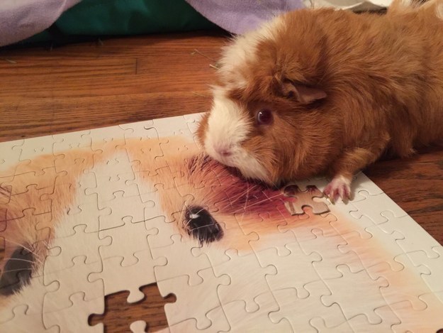 hamster con rompecabezas