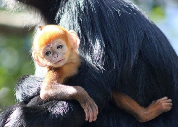 mono bebé cargado por su mamá