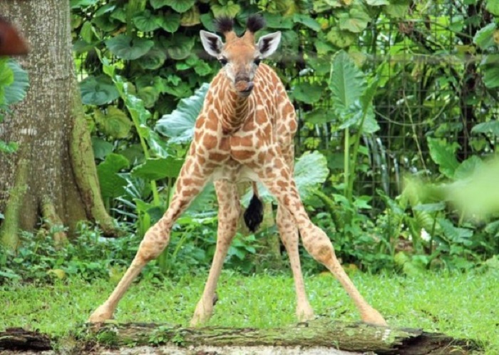 jirafa aprendiendo a caminar