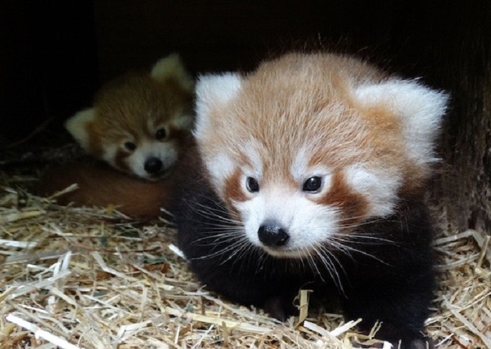 pandas rojos