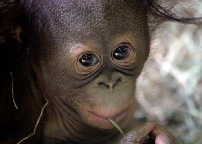 gorila bebé