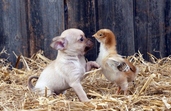 cachorro y pollo