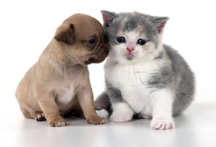 cachorro y gatito