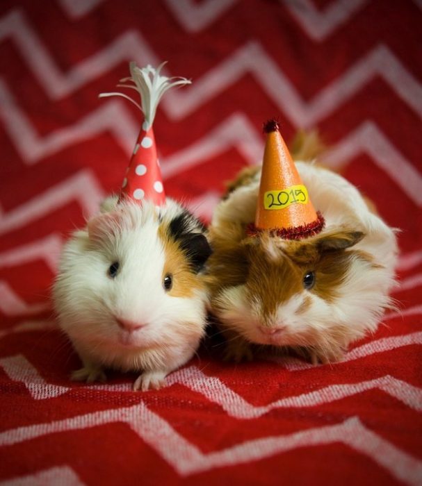 hamster con gorros de fiesta