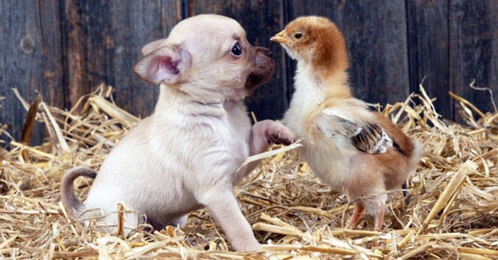 Fotografías de los animales más adorables del 2015