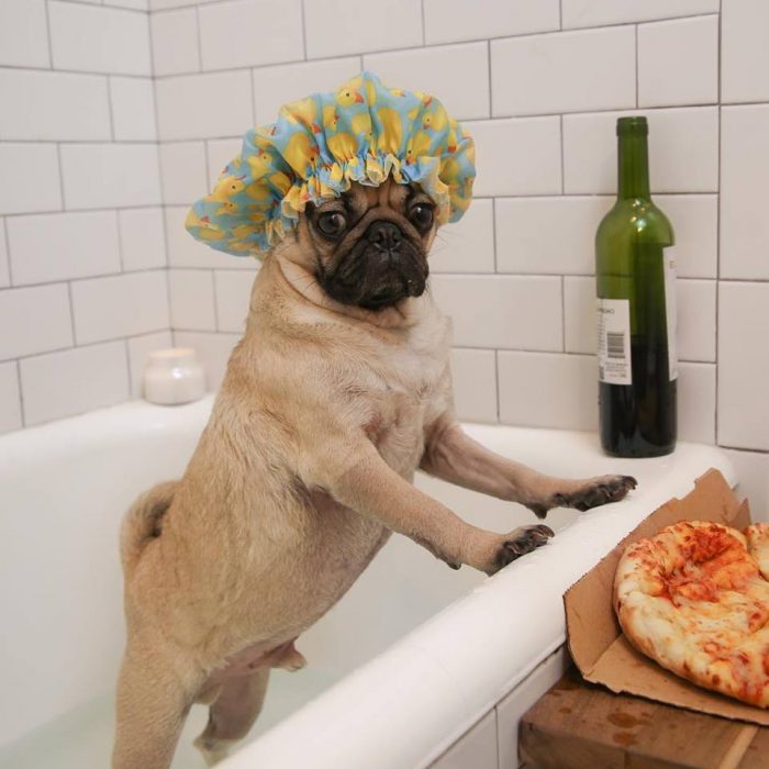 Perro pug en una bañera con vino y una pizza