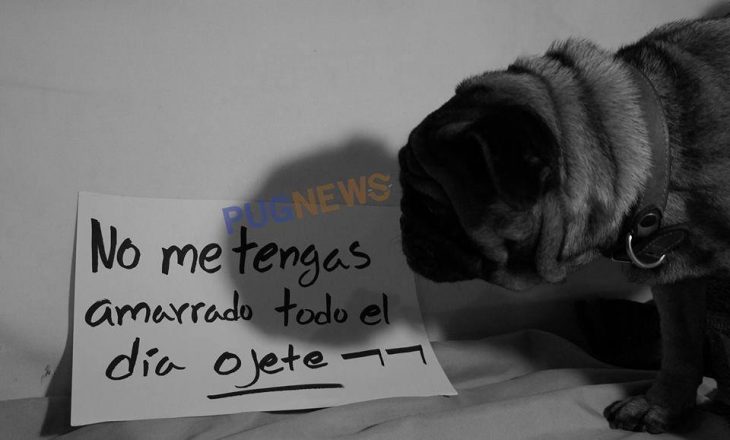 Perrito pug exigiendo sus derechos con un cartel durante un movimiento llamado perrinismo 