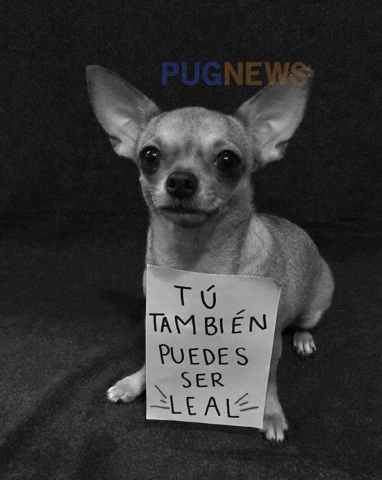 Perrito chihuahua con un cartel exigiendo sus derechos en el movimiento de perrinismo 