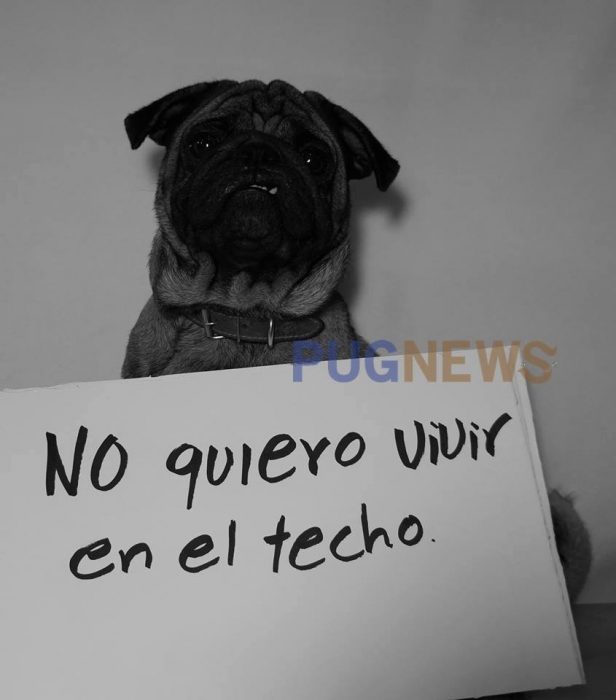 Perrito pug exigiendo sus derechos con un cartel durante un movimiento llamado perrinismo 
