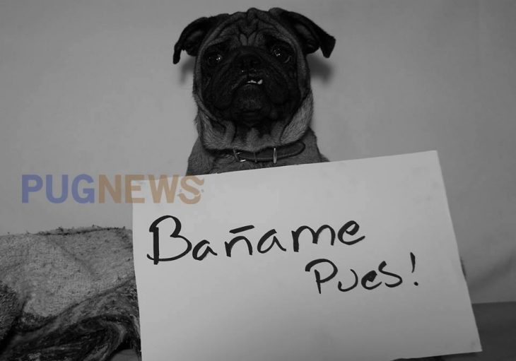 Perrito pug exigiendo sus derechos con un cartel durante un movimiento llamado perrinismo 