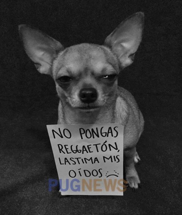 Perrito chihuahua con un cartel exigiendo sus derechos en el movimiento de perrinismo 