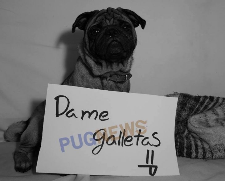 Perrito pug exigiendo sus derechos con un cartel durante un movimiento llamado perrinismo 