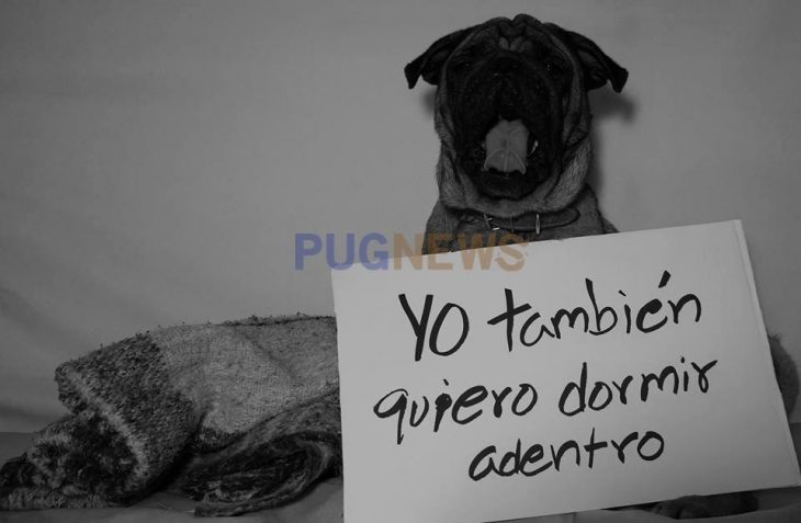 Perrito pug exigiendo sus derechos con un cartel durante un movimiento llamado perrinismo 