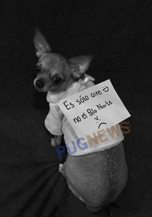 Perrito chihuahua con un cartel exigiendo sus derechos en el movimiento de perrinismo 