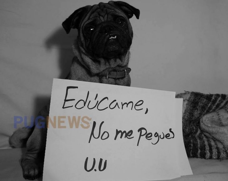 Perrito pug exigiendo sus derechos con un cartel durante un movimiento llamado perrinismo 