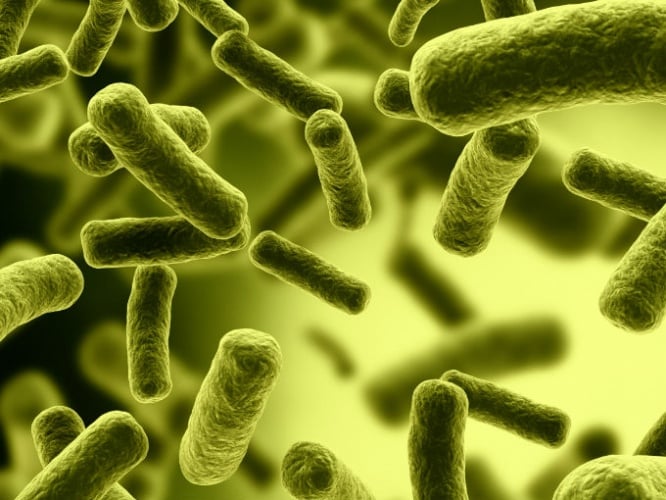 bacterias intestinales