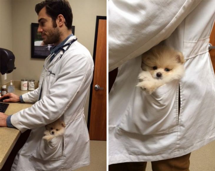 Doctor animales guapo cargando un perrito en la bolsa