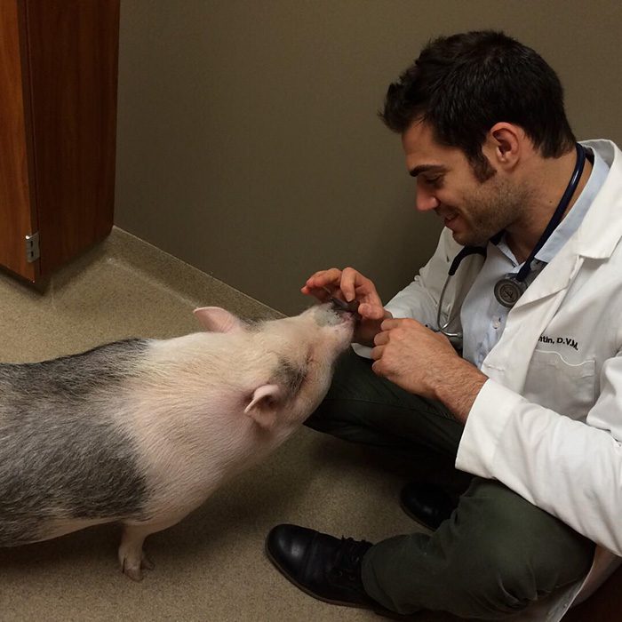 Veterinario Evan Antin con un cerdo 