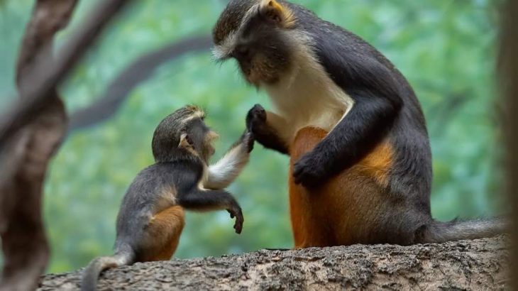 padre y crío monos araña