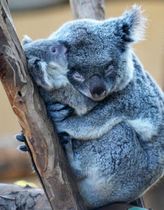 koala abrazando a su crío