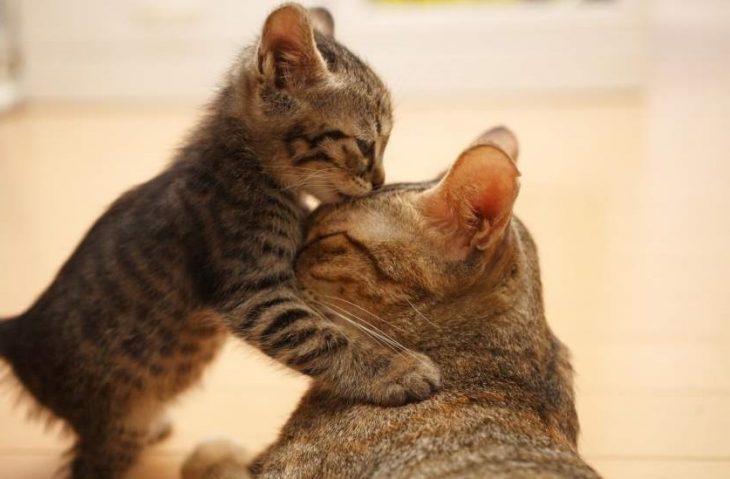 gatitos jugando