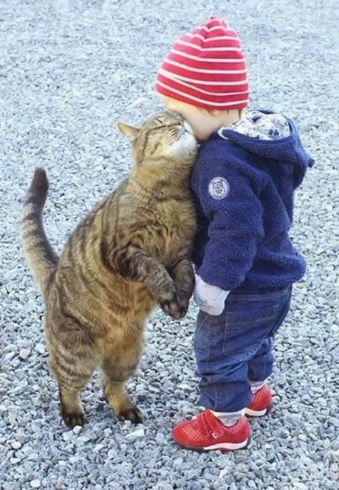 gatito juega con niño pequeño