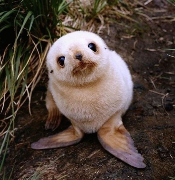 foca bebé