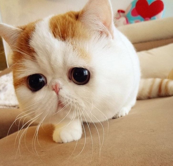 gatito de ojos grandes