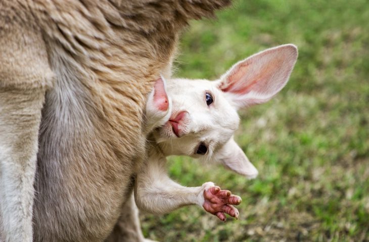 canguro bebé